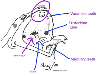 frog dissection labeled